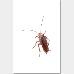 Creepy crawly cockroach. Realistic illustration of cockroach. Cockroach artwork. Unique gift. Posters and Art